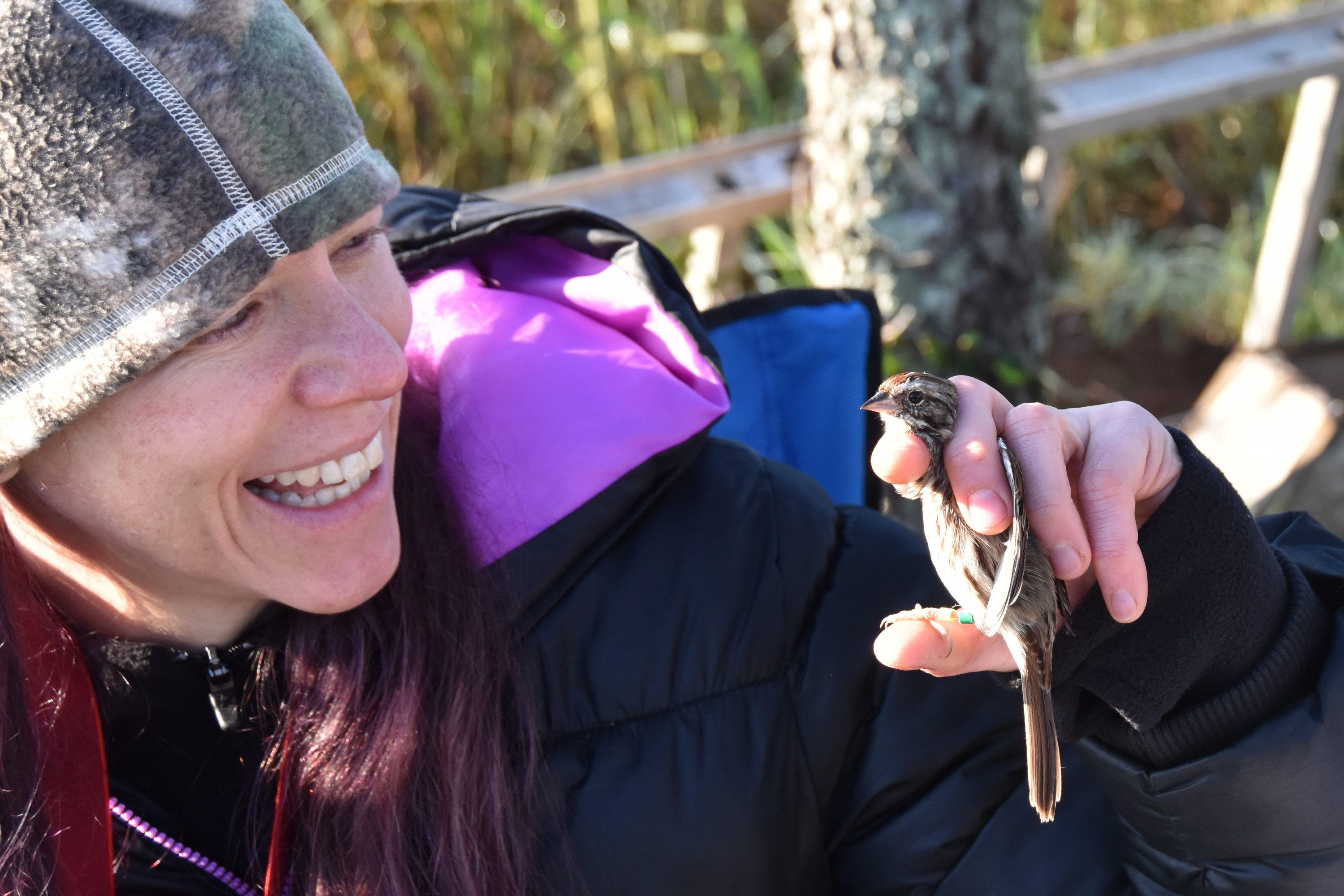 Bird bander Dr. Katie Stumpf holds a Field Sparrow she just color-banded (Evan Barnard/University of Georgia).